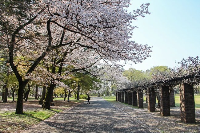 🏞️ 코가네이 공원(코가네이 코엔) 이미지 8